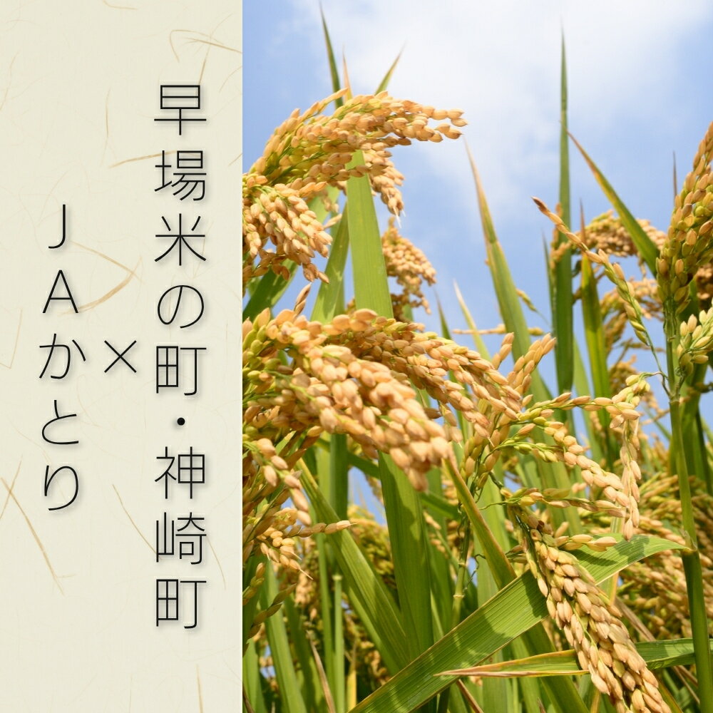 【ふるさと納税】【数量が選べる】JAかとり直送 令和7年産米 コシヒカリ 精米10kg/20kg 千葉県産 令和7年産 神崎町 - 画像2