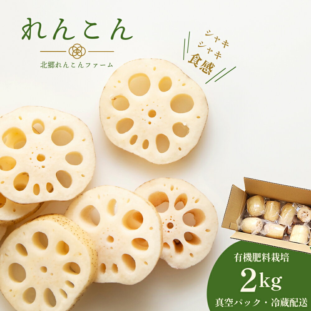 【テレビでも話題】千葉県神崎町産れんこん 2kg（真空パック・冷蔵配送）有機肥料栽培の甘みとシャキシャキ食感 （※4月～8月は出荷不可）【千葉県神崎町産】【千葉県 れんこん 訳あり 神崎町 蓮根 おかず 野菜 レンコン】