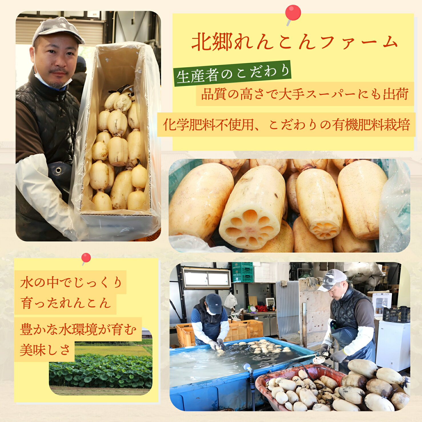 【ふるさと納税】【テレビでも話題】千葉県神崎町産れんこん 2kg（真空パック・冷蔵配送）有機肥料栽培の甘みとシャキシャキ食感 （※4月～8月は出荷不可）【千葉県神崎町産】【千葉県 れんこん 訳あり 神崎町 蓮根 おかず 野菜 レンコン】 - 画像2