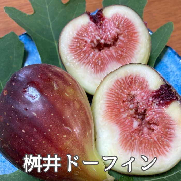 【ふるさと納税】ドライフルーツ　いちじく　50g サムネイル2