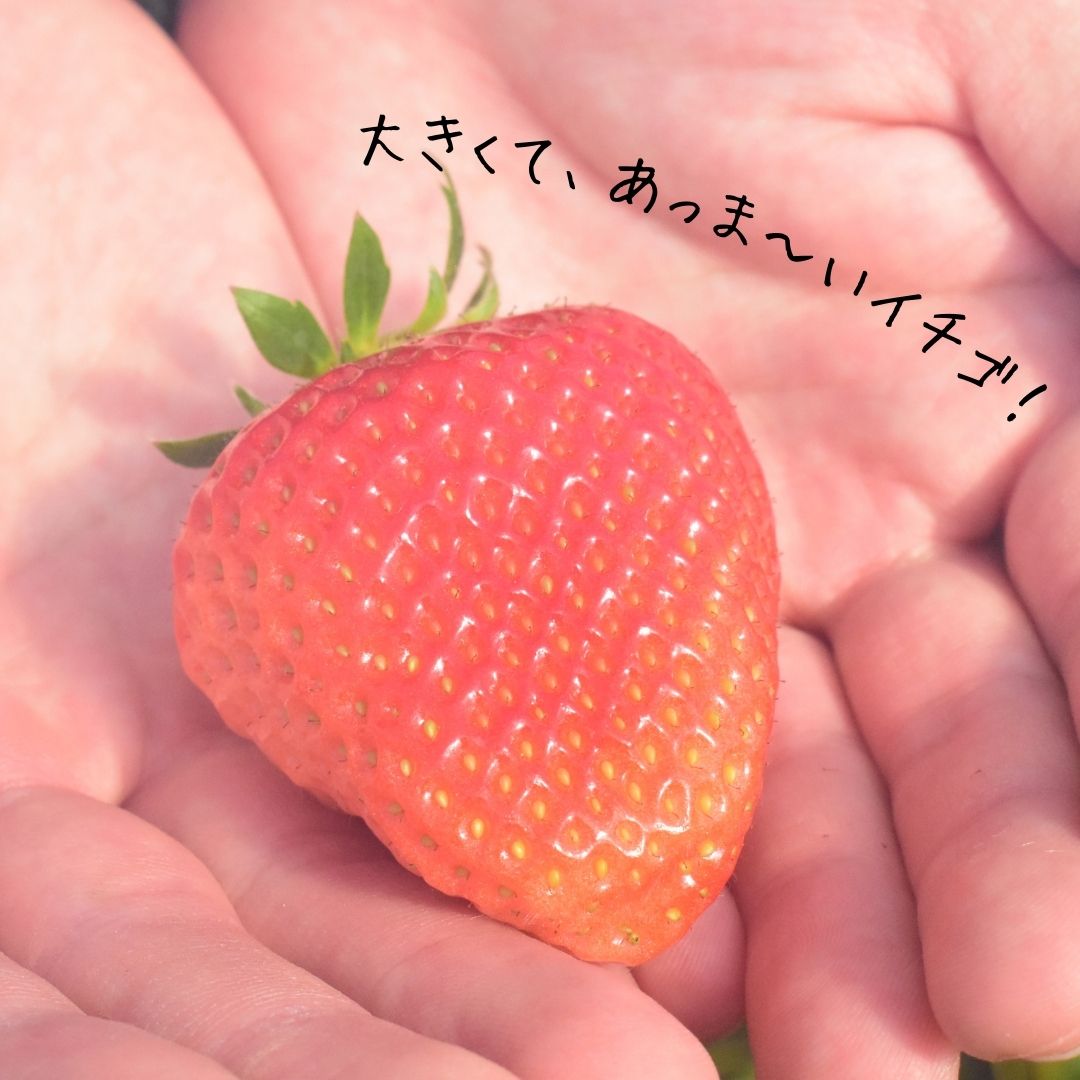 【ふるさと納税】【2026年先行予約】選べる容量　いちご 「 アイベリー （ 愛ベリー ）」大粒12粒～15粒入り 1箱 2箱 甘い いちご 苺 イチゴ 果物 フルーツ 2026年 先行予約 先行 予約 千葉県 東庄町 サムネイル2