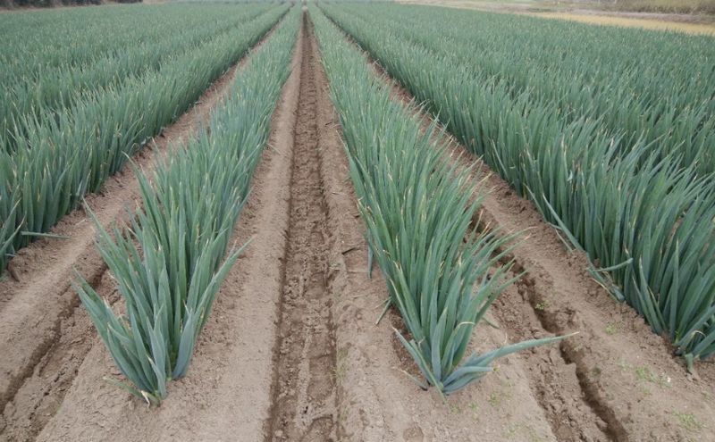 【ふるさと納税】白砂ねぎ　LLサイズ　約5kg　お届け：2025年12月1日から2026年4月20日まで - 画像3