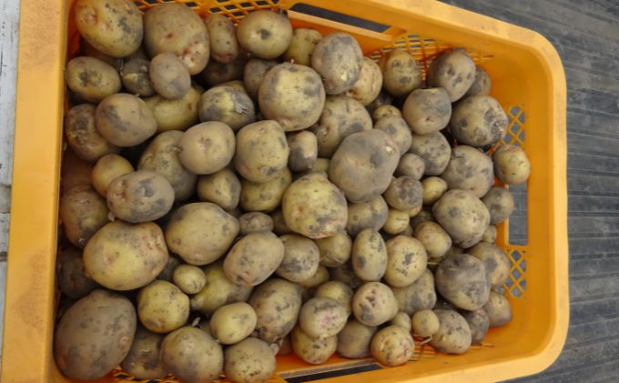 【ふるさと納税】まなびファーム 令和8年産じゃがいも2.2kg 野菜 根菜 国産 新じゃがいも ジャガイモ きたあかり 新じゃが ポテト 食材 九十九里町 千葉県　お届け：2026年6月1日～2026年6月10日まで - 画像2