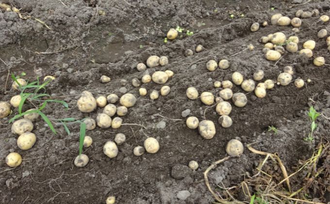 【ふるさと納税】まなびファーム 令和8年産じゃがいも2.2kg 野菜 根菜 国産 新じゃがいも ジャガイモ きたあかり 新じゃが ポテト 食材 九十九里町 千葉県　お届け：2026年6月1日～2026年6月10日まで - 画像3