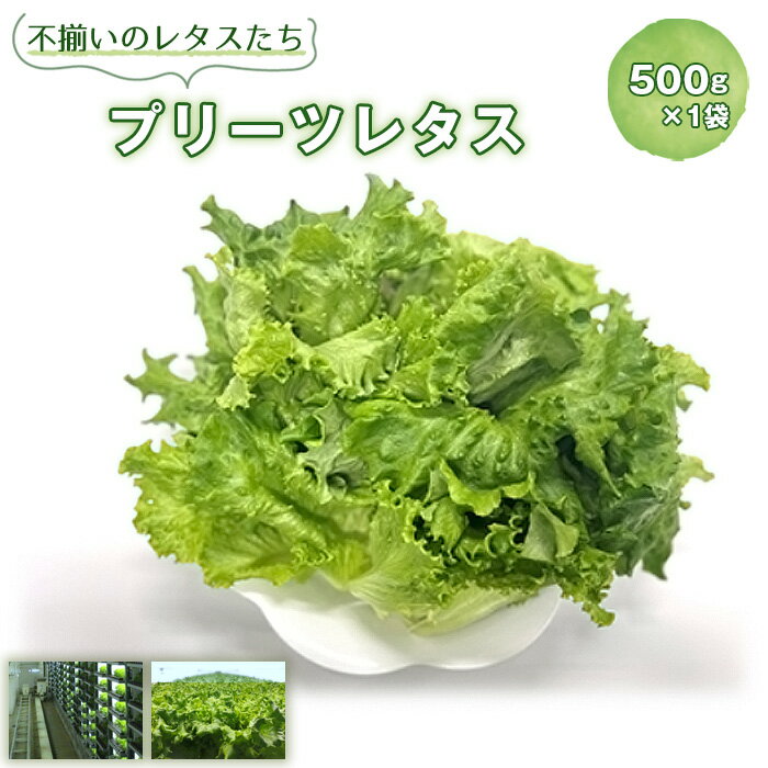 不揃いのレタスたち（プリーツレタス）500g×1袋 ／ 野菜 緑黄色野菜 βカロテン シャキシャキ 食感 サラダ 送料無料 千葉県 不揃いレタス 野菜 サラダ用 野菜素材 シャキシャキ ふんわり 食感 新鮮 葉物野菜 食卓素材 野菜ストック 使いやすい No.013