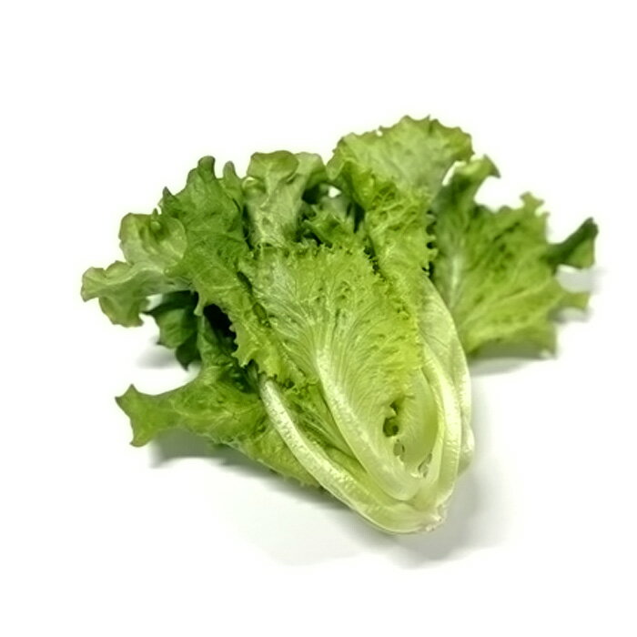 【ふるさと納税】 不揃いのレタスたち（プリーツレタス）500g×1袋 ／ 野菜 緑黄色野菜 βカロテン シャキシャキ 食感 サラダ 送料無料 千葉県 不揃いレタス 野菜 サラダ用 野菜素材 シャキシャキ ふんわり 食感 新鮮 葉物野菜 食卓素材 野菜ストック 使いやすい No.013 - 画像2