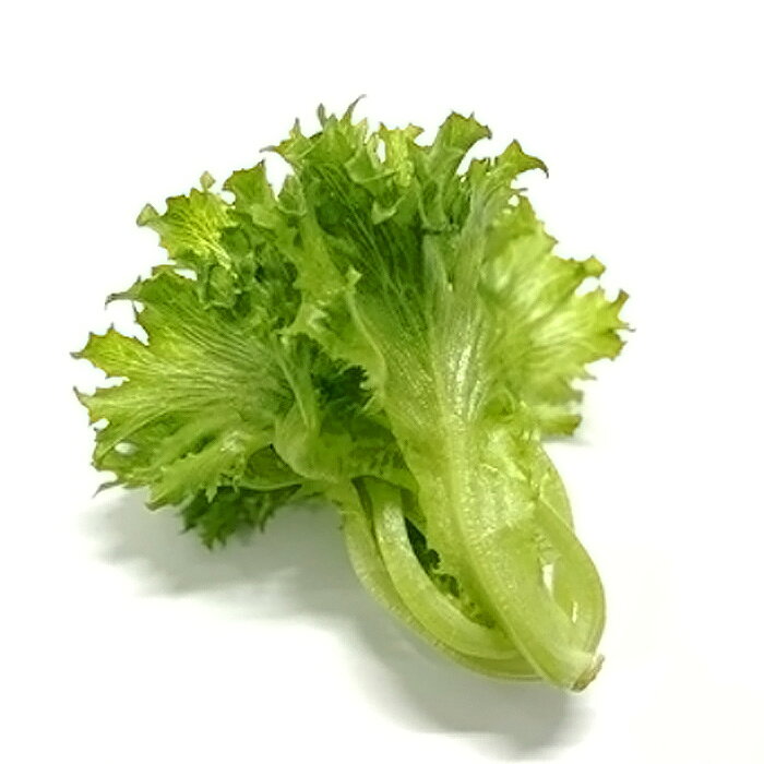 【ふるさと納税】 不揃いのレタスたち（フリルレタス）500g×1袋 ／ 野菜 緑黄色野菜 βカロテン シャキシャキ 食感 サラダ 送料無料 千葉県 不揃いレタス 野菜 サラダ用 野菜素材 シャキシャキ ふんわり 食感 新鮮 葉物野菜 食卓素材 野菜ストック 使いやすい No.014 - 画像2