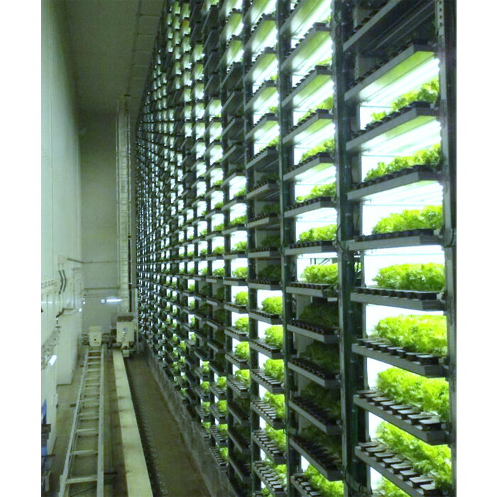 【ふるさと納税】 不揃いのレタスたち（フリルレタス）500g×1袋 ／ 野菜 緑黄色野菜 βカロテン シャキシャキ 食感 サラダ 送料無料 千葉県 不揃いレタス 野菜 サラダ用 野菜素材 シャキシャキ ふんわり 食感 新鮮 葉物野菜 食卓素材 野菜ストック 使いやすい No.014 - 画像3