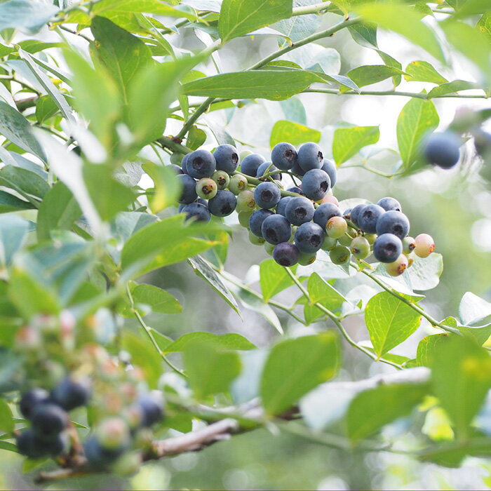 【ふるさと納税】No.028 ［栽培期間中農薬不使用］大粒冷凍ブルーベリー1kg「るりしずく」　千葉県芝山町産 ／ 新鮮 果物 果実 フルーツ ブランド 朝摘み 完熟 みずみずしい スムージー トッピング 朝食 おやつ デザート 間食 子供 贈答用 チャック付 送料無料 千葉県 サムネイル3