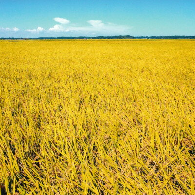 【ふるさと納税】「令和7年産」千葉県産　粒すけ　精米10kg(5kg×2袋)【1584228】 - 画像2