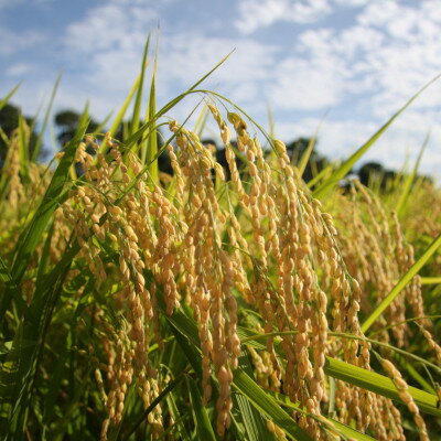 【ふるさと納税】「令和7年産」千葉県産　粒すけ　精米10kg(5kg×2袋)【1584228】 - 画像3