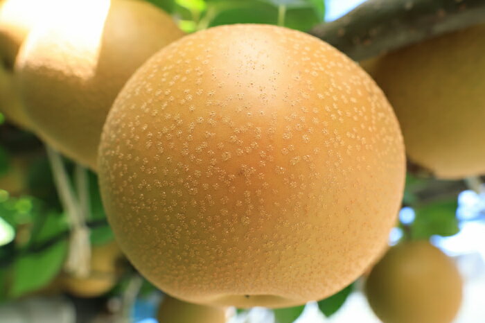 【ふるさと納税】【先行予約】梨（あきづき）約5kg　2026年発送分　千葉県産　長生　一宮 サムネイル2