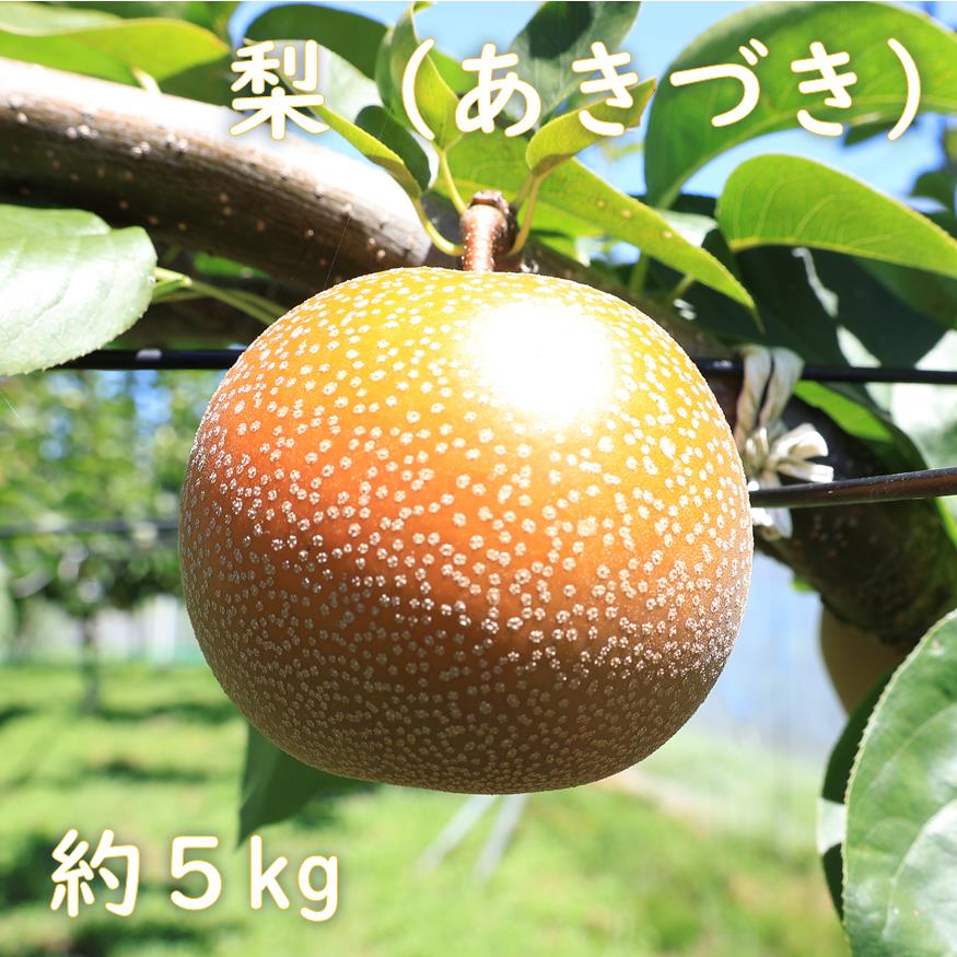 【先行予約】梨（あきづき）約5kg　2026年発送分　千葉県産　長生　一宮