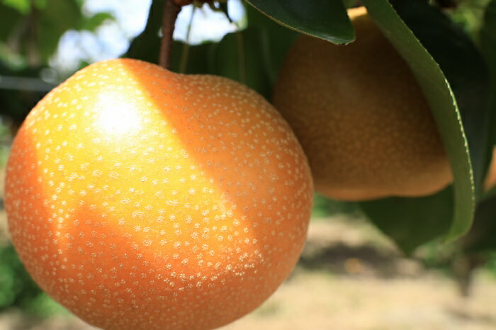 【ふるさと納税】【先行予約】梨（豊水）約5kg　2026年発送分　千葉県産　長生　一宮 サムネイル2