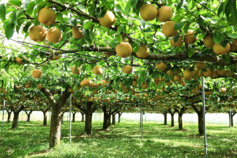 【ふるさと納税】【先行予約】梨（豊水）約5kg　2026年発送分　千葉県産　長生　一宮 サムネイル3