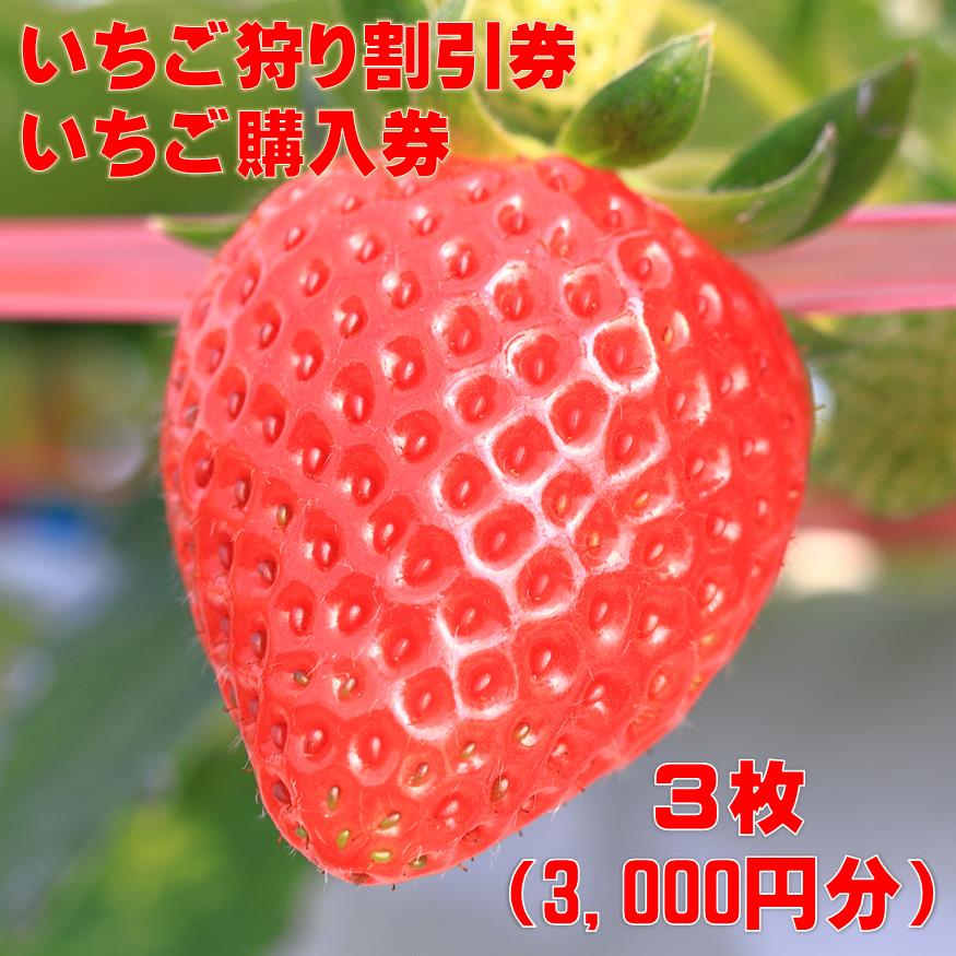 いちご狩り割引券・いちご購入券　3枚（3,000円分）　千葉　一宮　観光