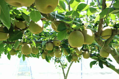 【ふるさと納税】梨（甘太）約5kg　2026年発送分　千葉県産　長生　一宮 サムネイル3