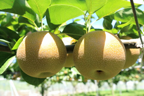 【ふるさと納税】梨（甘太）約5kg　2026年発送分　千葉県産　長生　一宮 サムネイル2