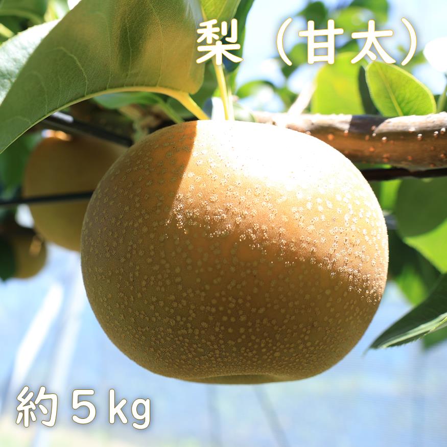 梨（甘太）約5kg　2026年発送分　千葉県産　長生　一宮