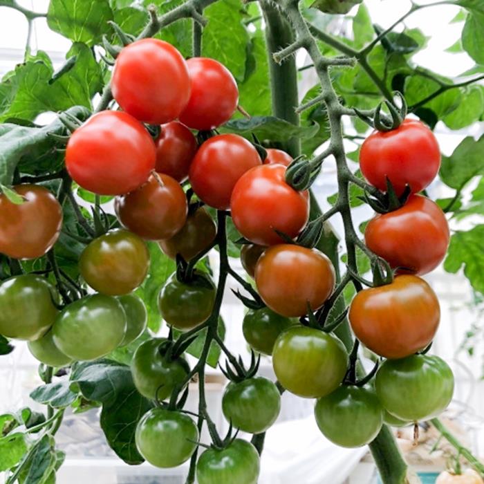 【ふるさと納税】【石井農園】高糖度フルーツミニトマト「Makana(マカナ)」 やみつきパック 150g×9パック　完熟　生産者直送　約1.3kg　トマト　ミニトマト - 画像2