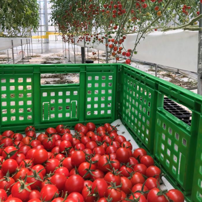 【ふるさと納税】【石井農園】高糖度フルーツミニトマト「Makana(マカナ)」 やみつきパック 150g×9パック　完熟　生産者直送　約1.3kg　トマト　ミニトマト - 画像3