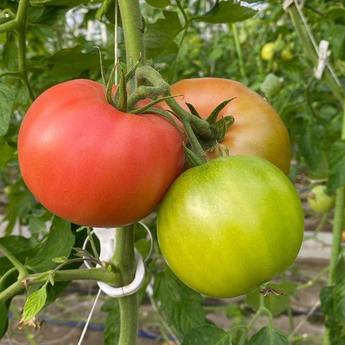 【ふるさと納税】とまと 1箱（20～24個(約4kg)）　トマト　千葉県　長生トマト　4kg - 画像2