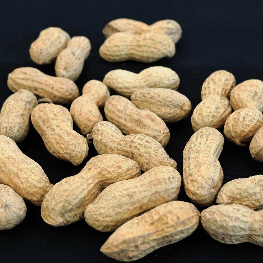 【ふるさと納税】さや煎り落花生（千葉県産）　約660g　ピーナッツ　らっかせい - 画像3