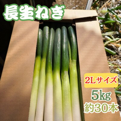 【千葉県長柄町産】『長生ねぎ』2Lサイズ　5kg(約30本)【1580614】