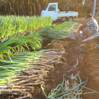 【ふるさと納税】【千葉県長柄町産】『長生ねぎ』2Lサイズ　5kg(約30本)【1580614】 - 画像3