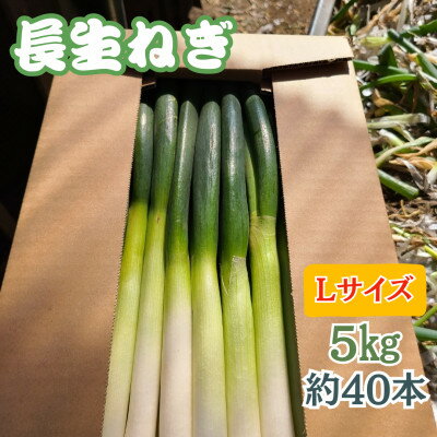 【千葉県長柄町産】『長生ねぎ』Lサイズ　5kg(約40本)【1580616】