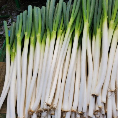 【ふるさと納税】【千葉県長柄町産】『長生ねぎ』Lサイズ　5kg(約40本)【1580616】 - 画像2