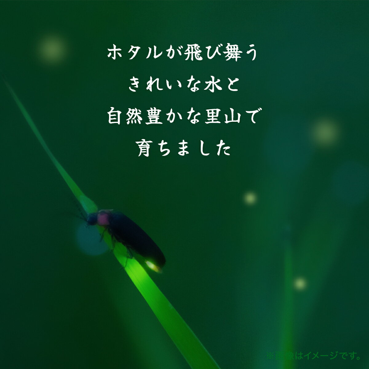 【ふるさと納税】【9月中旬発送開始】令和7年産 千葉県産コシヒカリ「にしむら産の米」5kg(精米) ふるさと納税 コシヒカリ 米 精米 こめ 千葉県 長南町 CNB001 - 画像3