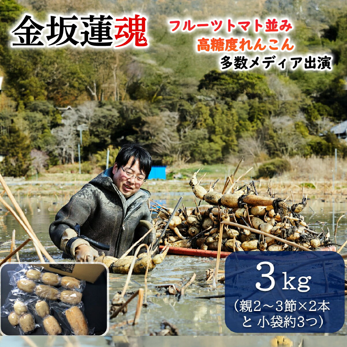 【10月上旬～順次発送】 千葉県産 れんこん真空パック(3kg)自然栽培【金坂蓮魂】ふるさと納税 やさい 野菜 根菜 れんこん レンコン 蓮根 季節 旬 シャキシャキ 金坂蓮魂 かねさかれんこん カネサカレンコン 長南町 千葉県 CNX003