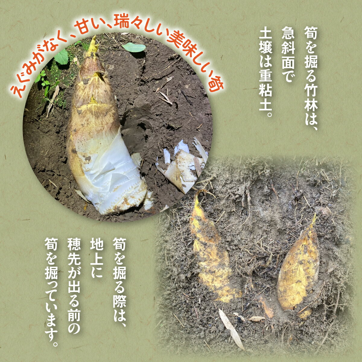 【ふるさと納税】江澤さん家の朝掘り白たけのこ　W05402 - 画像2