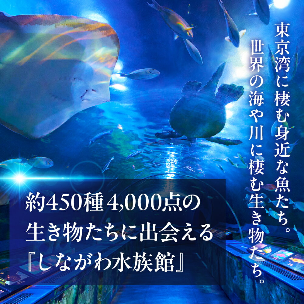 【ふるさと納税】 しながわ水族館 魚類飼育スタッフ体験 / 水族館 飼育スタッフ 餌作り 餌やり バックヤード見学等 館内見学 体験 チケット 東京都 品川区 - 画像2