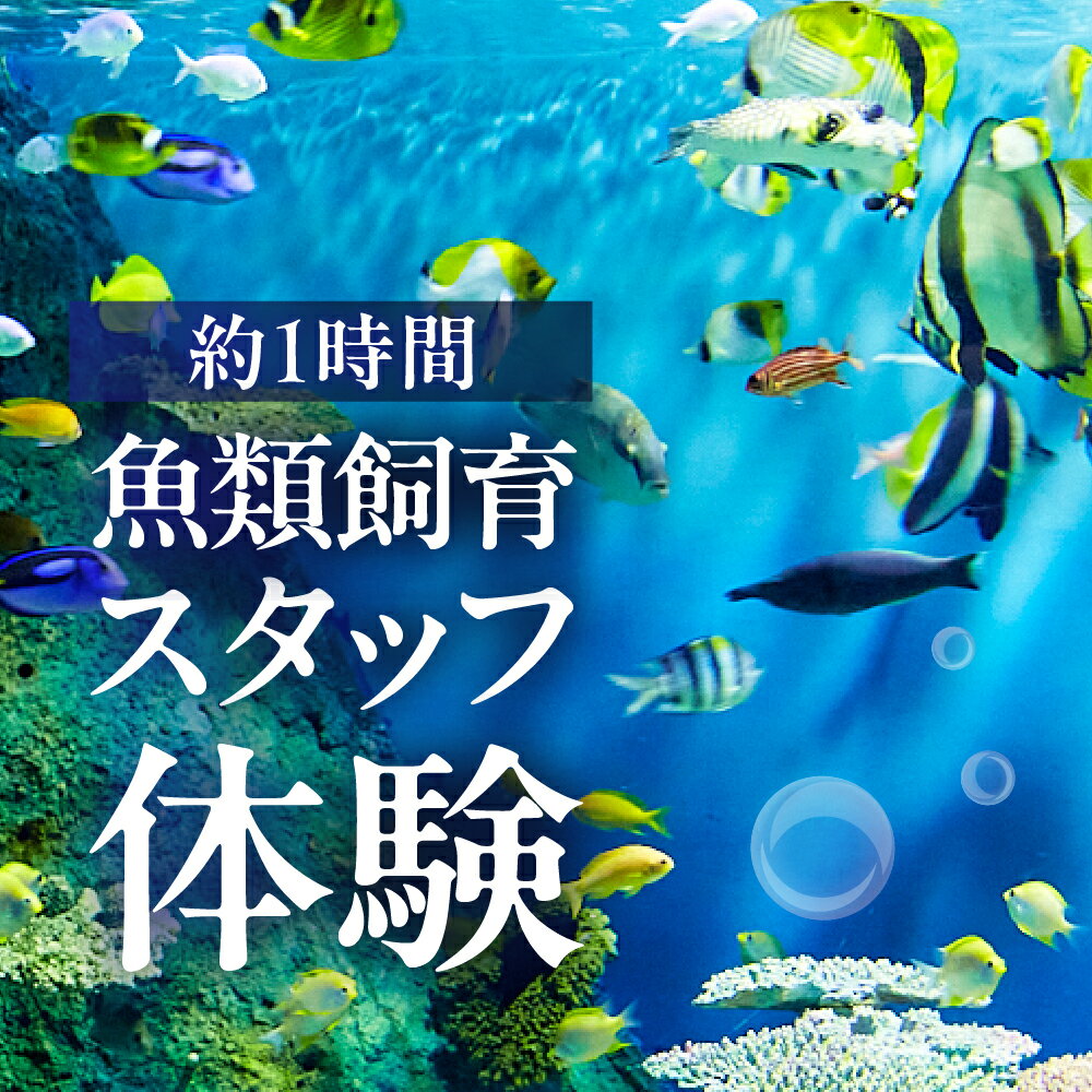 【ふるさと納税】 しながわ水族館 魚類飼育スタッフ体験 / 水族館 飼育スタッフ 餌作り 餌やり バックヤード見学等 館内見学 体験 チケット 東京都 品川区 - 画像3