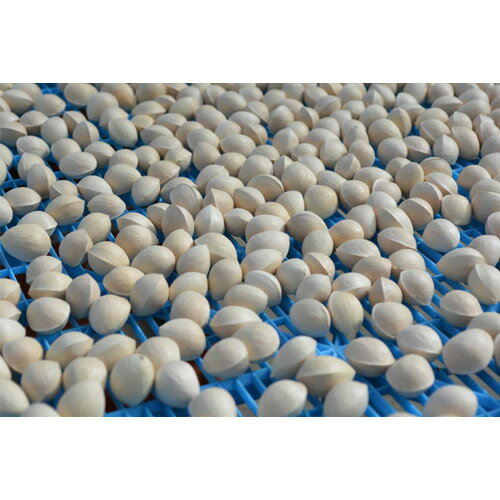 【ふるさと納税】【2026年秋発送分】東京新ぎんなん（大粒） ／ ぎんなん 銀杏 大粒 旬の味覚 秋の味覚 国産 食材 季節限定 野菜 農産物 下処理簡単 茶碗蒸し 炒り銀杏 家庭用 料理素材 保存用 送料無料 東京都 [No.206] - 画像2