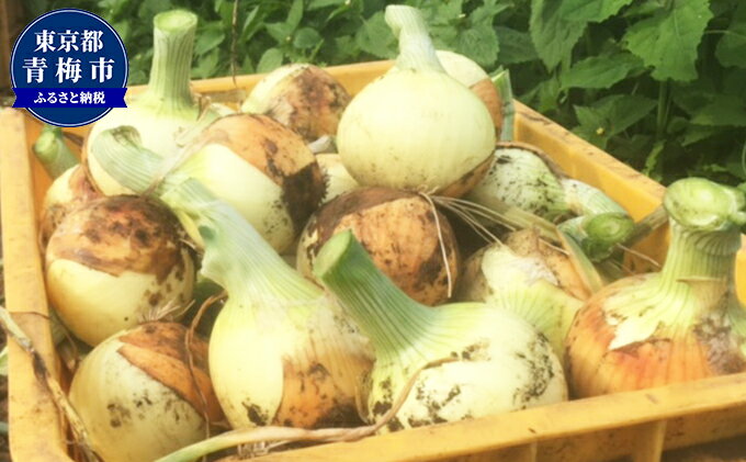 【ふるさと納税】新玉ねぎ4kg　お届け：2026年6月発送 - 画像2