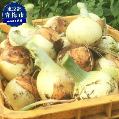 新玉ねぎ4kg　お届け：2026年6月発送