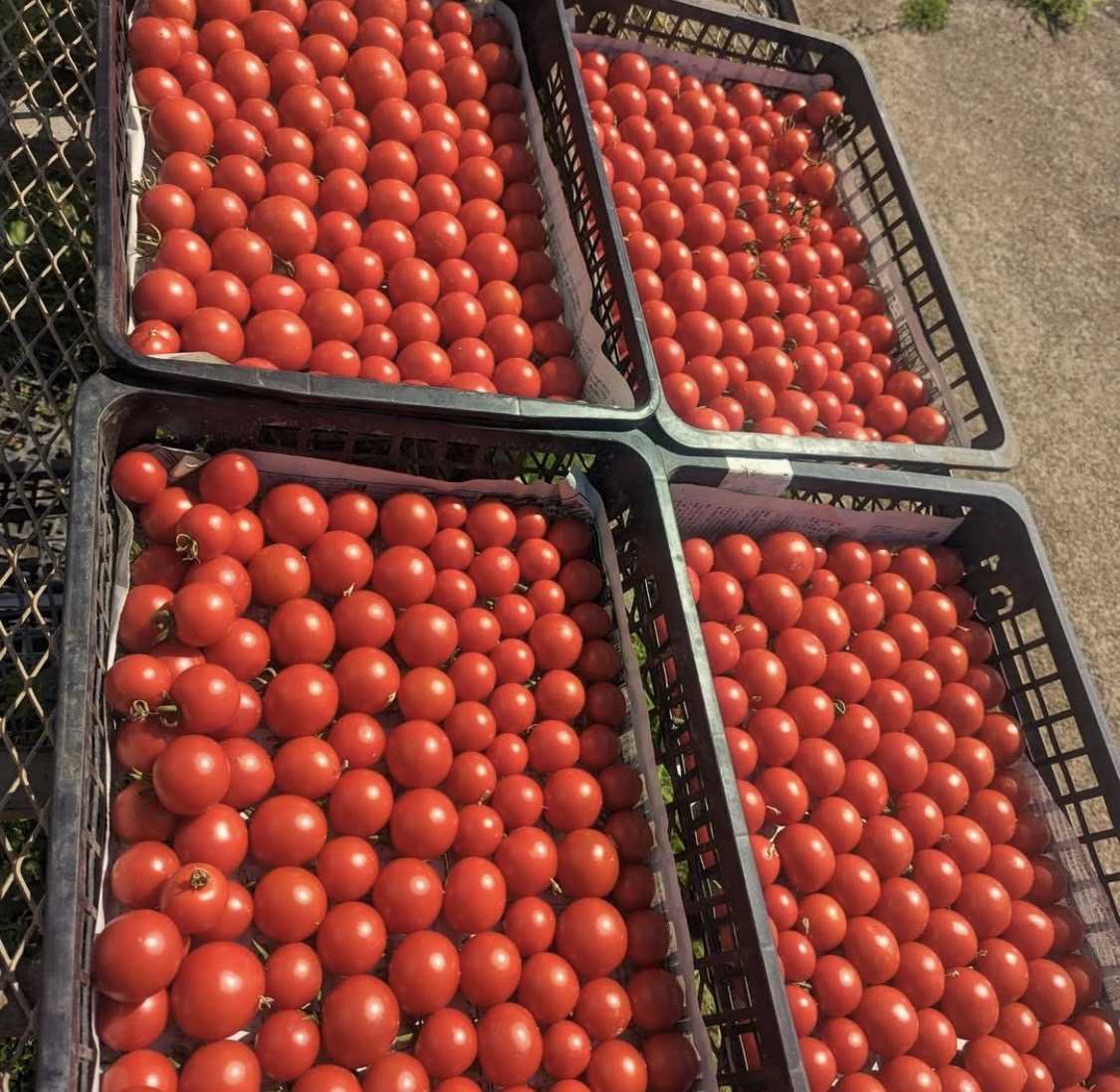 【ふるさと納税】高糖度 中玉トマト 約1kg | 小林園芸 フルティカ 野菜 トマト ミニトマト とまと 調布 東京都 送料無料 - 画像2