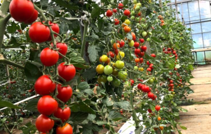【ふるさと納税】高糖度 中玉トマト 約1kg | 小林園芸 フルティカ 野菜 トマト ミニトマト とまと 調布 東京都 送料無料 - 画像3