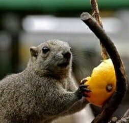 町田リス園　入園券2枚（エサ袋2枚付）