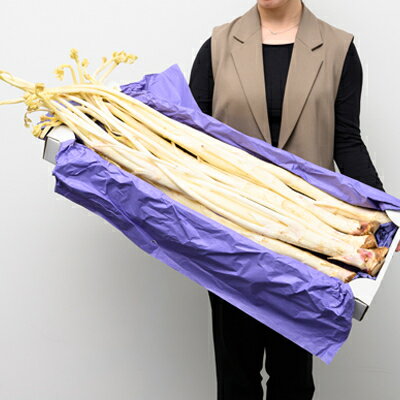 【ふるさと納税】【季節限定・1月中旬〜3月下旬発送】江戸東京野菜東京ウド　4kg【配送不可地域：離島】【1701738】 - 画像2