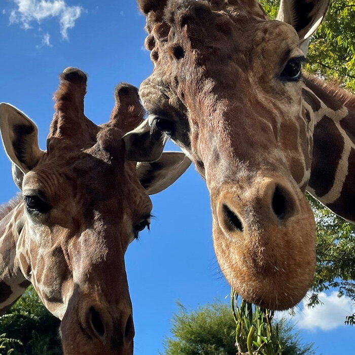 【ふるさと納税】 羽村市動物公園　年間パスポート（大人券2枚セット） ／ アットホーム 魅力 1年間 個性 送料無料 東京都 No.102／自然と触れ合える アウトドア／家族で楽しめる お出かけチケット - 画像2
