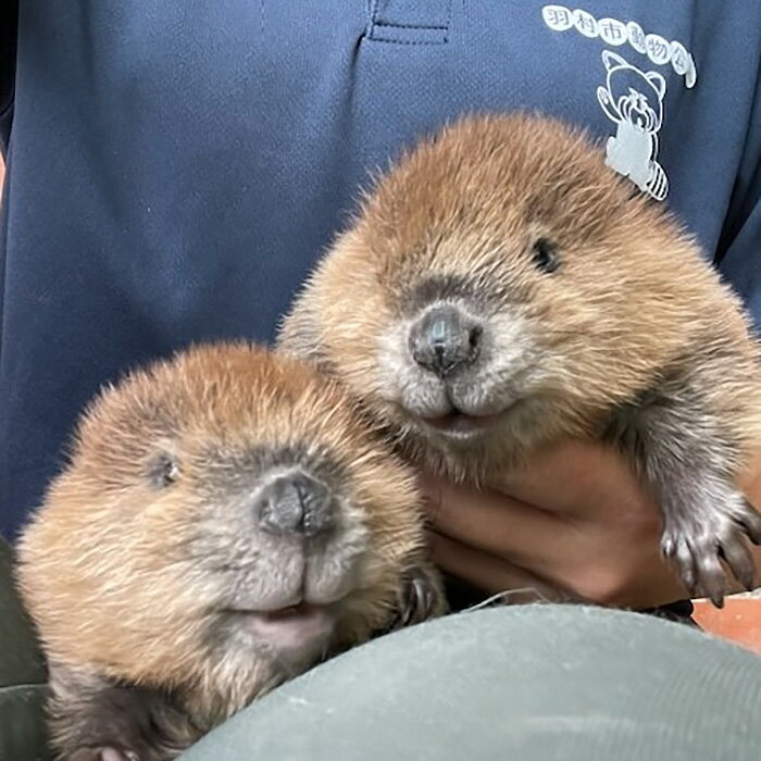 【ふるさと納税】 羽村市動物公園　年間パスポート（大人券2枚セット） ／ アットホーム 魅力 1年間 個性 送料無料 東京都 No.102／自然と触れ合える アウトドア／家族で楽しめる お出かけチケット - 画像3