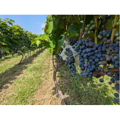 【ふるさと納税】東京ルージュ、ロゼ、ブラン、3本セット【配送不可地域：離島】【1559987】 サムネイル2