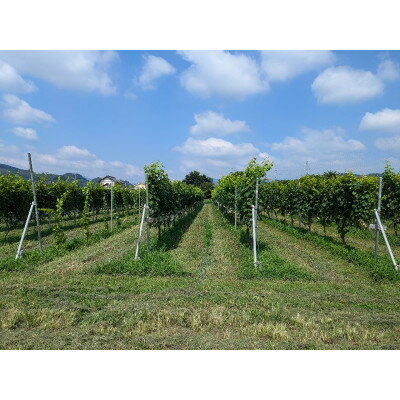 【ふるさと納税】東京ルージュ、ロゼ、ブラン、3本セット【配送不可地域：離島】【1559987】 サムネイル3