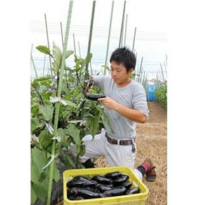【ふるさと納税】川崎市市内産新鮮野菜・農産物詰め合わせ | 楽天ふるさと 納税 神奈川県 神奈川 川崎 川崎市 支援 お礼の品 返礼品 特産品 名産品 ご当地 名産 野菜 野菜セット 詰め合わせ やさい お取り寄せ 食べ物 食品 新鮮野菜 美味しい 健康 おうち時間 おいしい サムネイル3