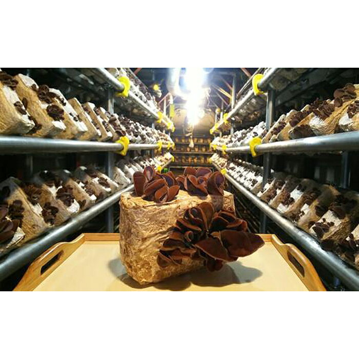 防空壕きくらげ（生）のセット | 楽天ふるさと 納税 神奈川県 神奈川 川崎 川崎市 お礼の品 返礼品 特産品 名産品 ご当地 きくらげ キクラゲ 木耳 国産 生きくらげ お取り寄せ 食べ物 食品 グルメ きのこ キノコ 健康 ヘルシー 中華食材 お取り寄せグルメ