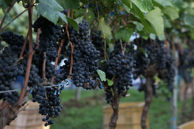 【ふるさと納税】さがみの夢ワイン　飲みくらべ5本セット（「プレミアム」、「レギュラー」、「ドライブレンド」、「フルーティーブレンド」、「オン　ザ　ロック」各1本） サムネイル2